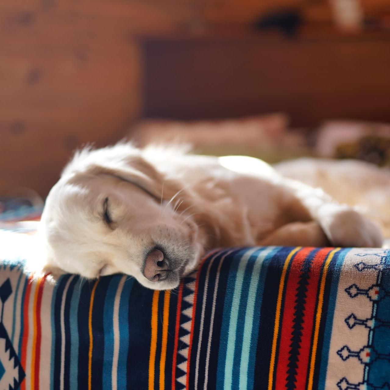 pet dog laying on bed